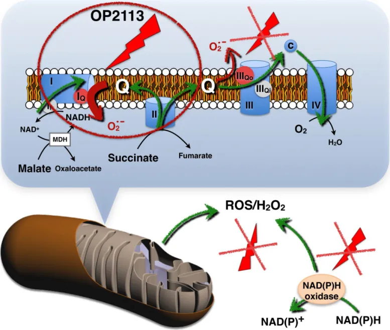 Fig 7. Scheme presenting the specific effects of OP2113 on ROS production by complex I.