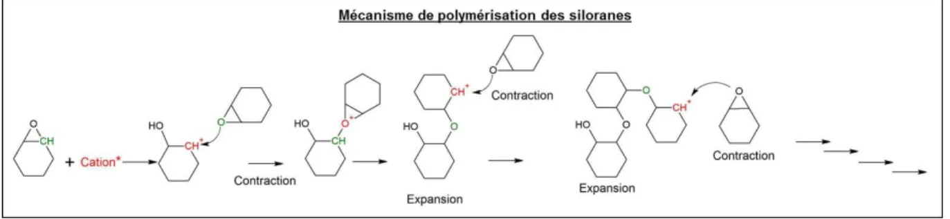 Figure 12 -   Mécanisme  de  polymérisation  des  siloranes  (adapté  de  la  référence  [29])