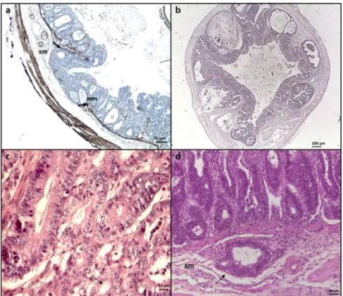 Figure 1.  Histological sections of ileocecal regions of Dexamethasone-treated SCID mice infected with  different C