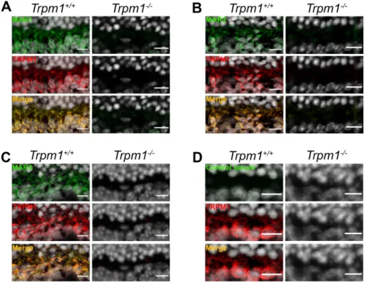 Fig 4. Immunolocalization on Trpm1 +/+ and Trpm1 -/- mouse retinal cryosections. (A) TRPM1 (red) staining colocalized (yellow, merge) with MAR1 (green) in Trpm1 +/+ and both staining were absent in Trpm1 -/- mouse