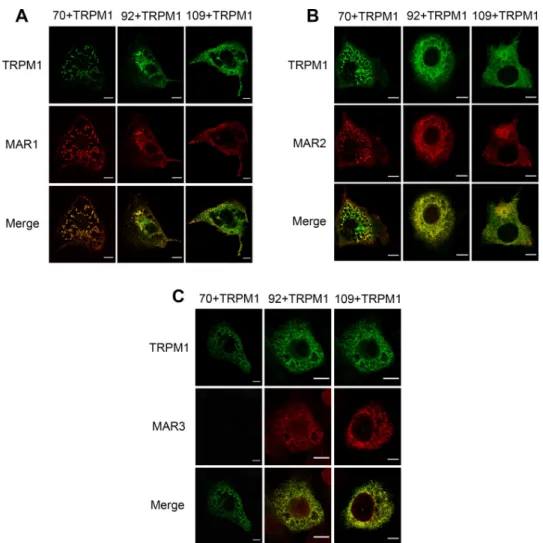 Fig 2. Immunolocalization studies using the MAR sera and anti-TRPM1 antibody in COS-7 cells overexpressing the three isoforms of TRPM1