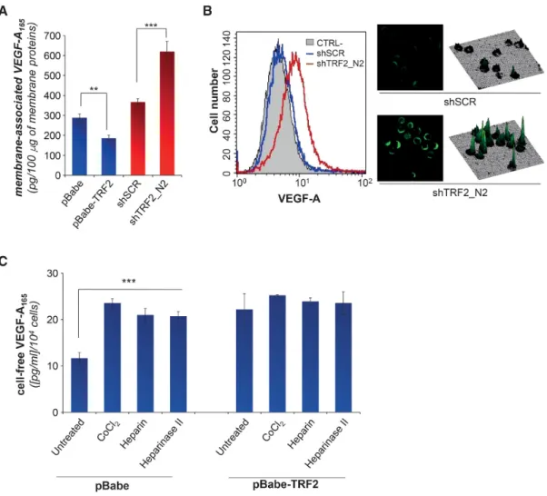 Figure 3. TRF2 affects the binding of secreted VEGF-A 165 to membrane HSPGs. (A) Amount of membrane-associated VEGF-A 165 was quantified by ELISA