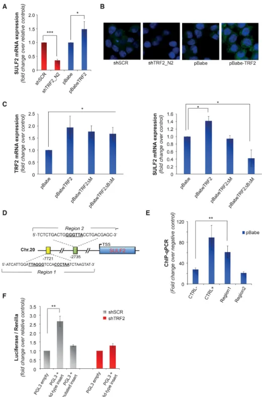 Figure 4. Extracellular release of VEGF-A is regulated by TRF2 through the control of SULF2 expression