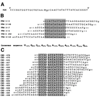 Figure 1. RNA sequences selected from a pool of randomised 25mers by RRM3 NUC and CSD FRG 