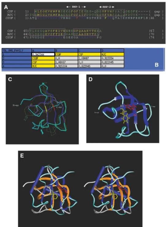 Figure 4. Homology-derived model of CSD FRG . (A) Structural alignment of the cold-shock proteins from B.subtilis (CSP) and from E.coli (MJC)