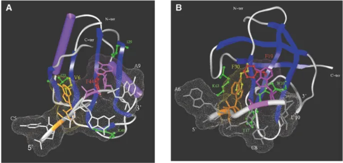 Figure 5. Modelling of the interaction between RRM3 NUC and CSD FRG and their specific single-stranded RNAs