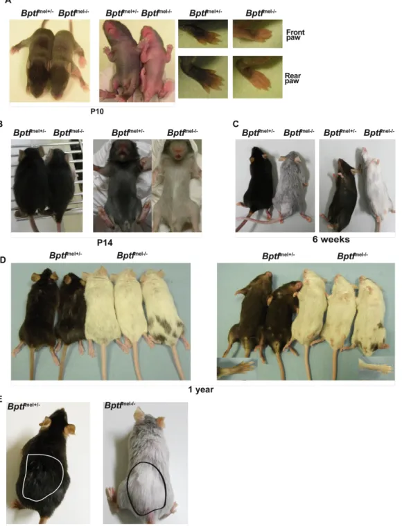 Fig 4. Premature greying of mice lacking Bptf in the melanocyte lineage. A Photographs of P10 mice of the indicated genotypes before onset of hair growth