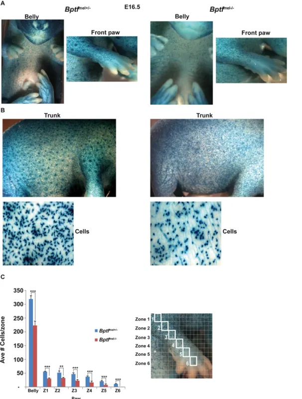 Fig 5. Diminished melanoblast proliferation in Bptf-mutant mice. A-B. Photographs of representative Bptf mel+/- and Bptf mel-/- E16.5 foetuses in the Dct - -LacZ background to identify melanoblasts