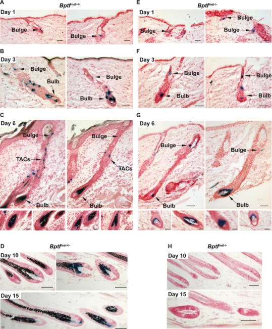 Fig 8. Bptf is required for proliferation and terminal differentiation of adult melanocytes