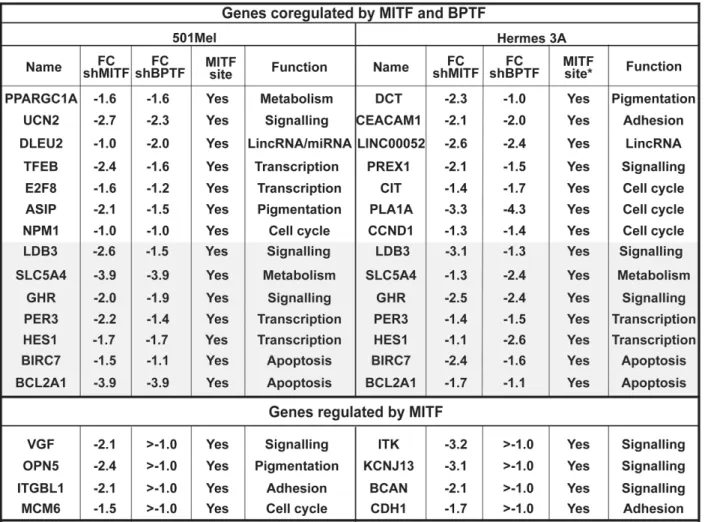 Fig 2. Co-regulated genes in 501Mel and Hermes 3A cells. Examples of genes that are co-regulated by MITF and BPTF in each cell type