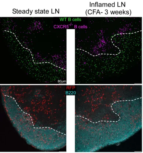 Figure 7. CXCR5-deficient B cells fail to access inflamed B cell follicles. CD21cre-RFP chimeras were untreated (left panel) or injected (right panel) with an emulsion of CFA/PBS in the ears