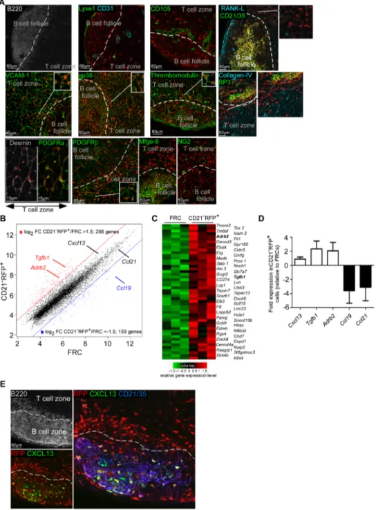 Figure 2. Phenotype of CD21 2 RFP + stromal cells. (A and E) Confocal images of a LN section from a CD21cre-RFP chimera stained for the indicated markers