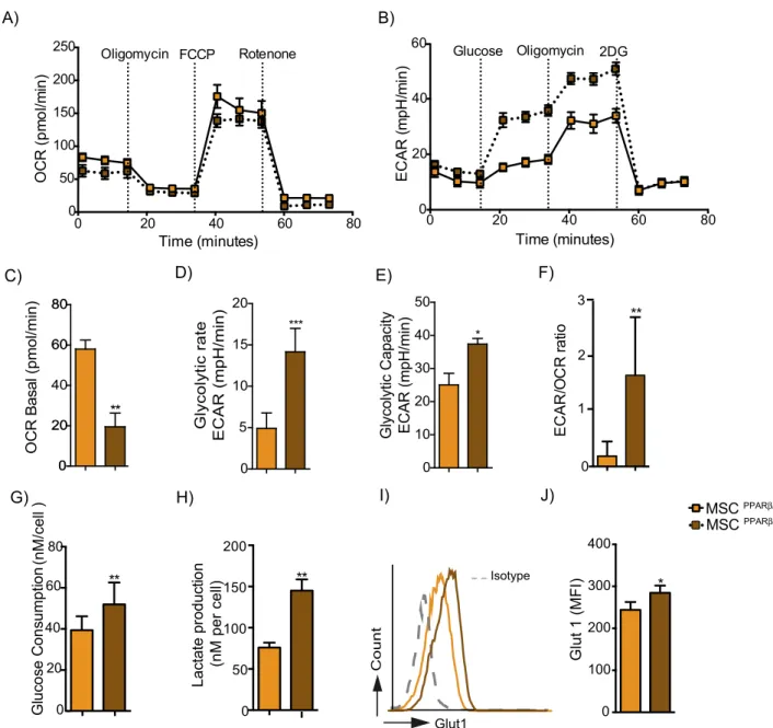 Figure 2.  PPARβ/δ silencing induces the metabolic switch of MSC toward glycolysis. (A) The metabolic status  of MSC PPARβ/δ +/+  or MSC PPARβ/δ −/−  was determined by analyzing the oxygen consumption rates (OCR)  using the Agilent Seahorse XF technology