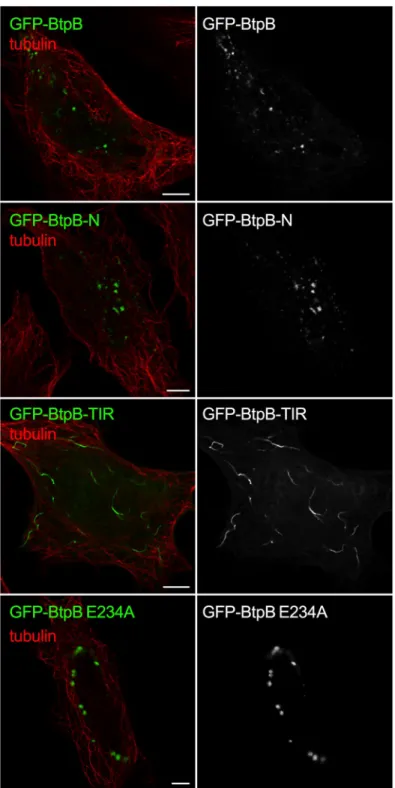 Fig 6. BtpB N-terminal domain is required for intracellular localization when ectopically expressed