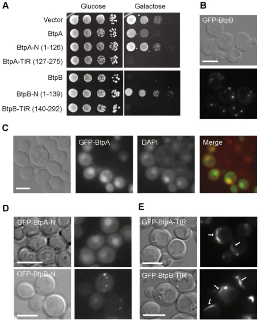 Fig 1. Expression and localization of B. abortus BtpA and BtpB in S. cerevisiae. (A) BtpA and BtpB induce different levels of toxicity when expressed in yeast
