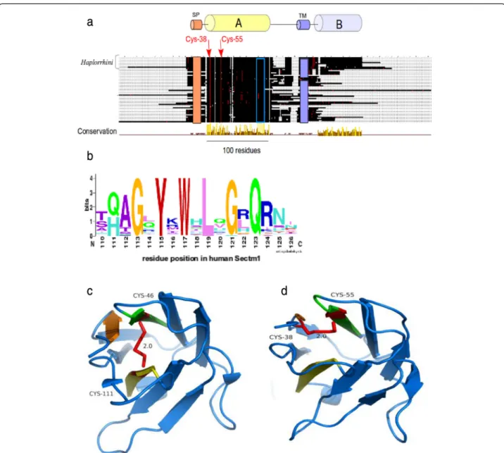 Fig. 4 Sectm1 protein organization. a MACS schema. Colored cylinders represent conserved regions, e.g., region A is the Ig-like domain, while thin lines stand for variable regions