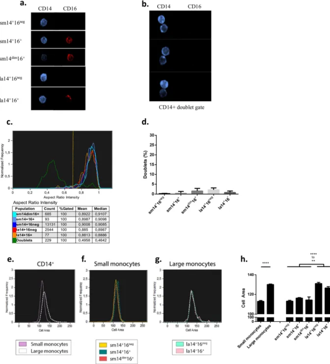 Figure 2.  Imaging flow cytometry analysis of monocyte subpopulations. PBMC (n  =  5) were stained and  analysed by imaging flow cytometry (ImageStream, Amnis)
