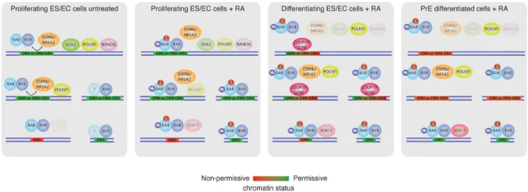 Figure 8. Integrated model of RAR / RXR binding dynamics during RA-induced PrE differentiation of F9 EC cells.