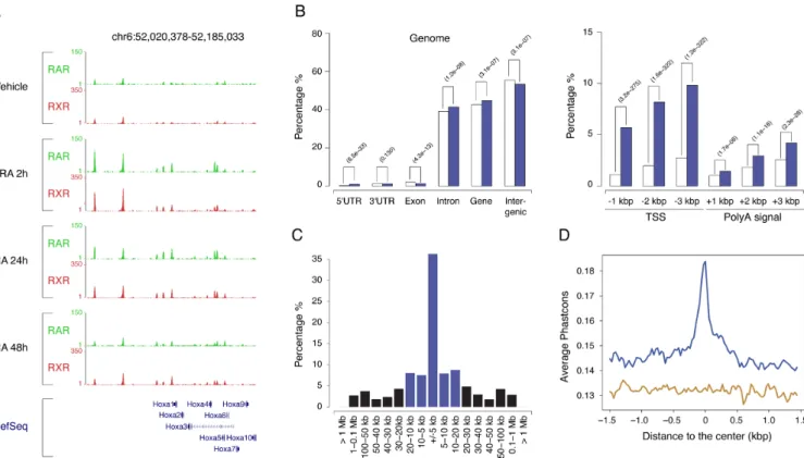 Figure 1. RAR / RXR heterodimers binding regions. (A) Time course analysis of RAR (green) and RXR (red) binding profiles in the Hoxa locus after RA stimulation of F9 EC cells