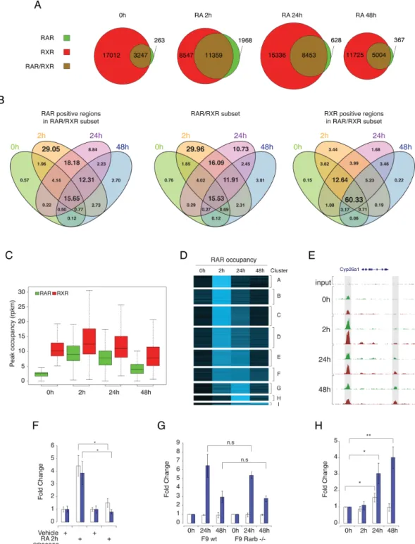 Figure 2. RAR and RXR binding dynamics in differentiating F9 EC cells. (A) The number of RAR- and RXR-binding sites detected by ChIP-seq during PrE differentiation