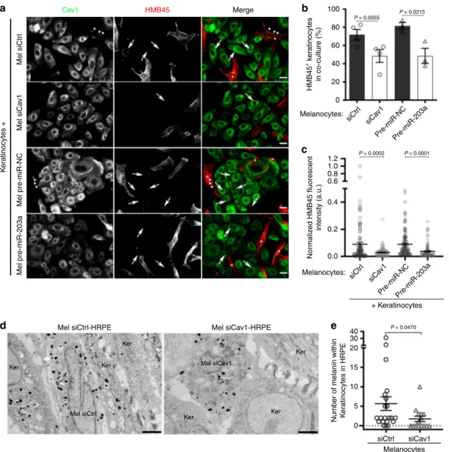 Fig. 4 Caveolae in melanocytes are necessary for melanin transfer in vitro and in tissue