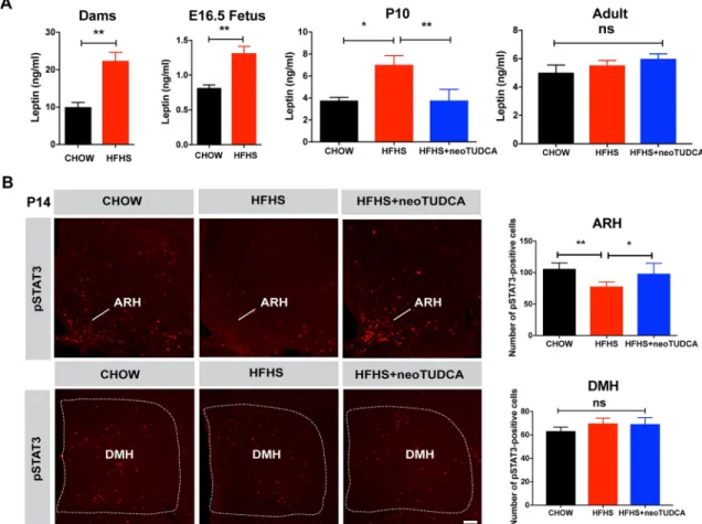 Fig 3. Maternal obesity causes neonatal hyperleptinemia and attenuated response to leptin that can be reversed by neonatal TUDCA treatment