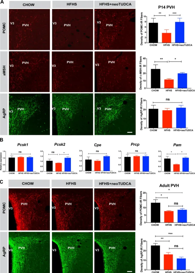 Fig 4. TUDCA treatment reverses neonatal disruption of POMC axonal projections induced by maternal obesity