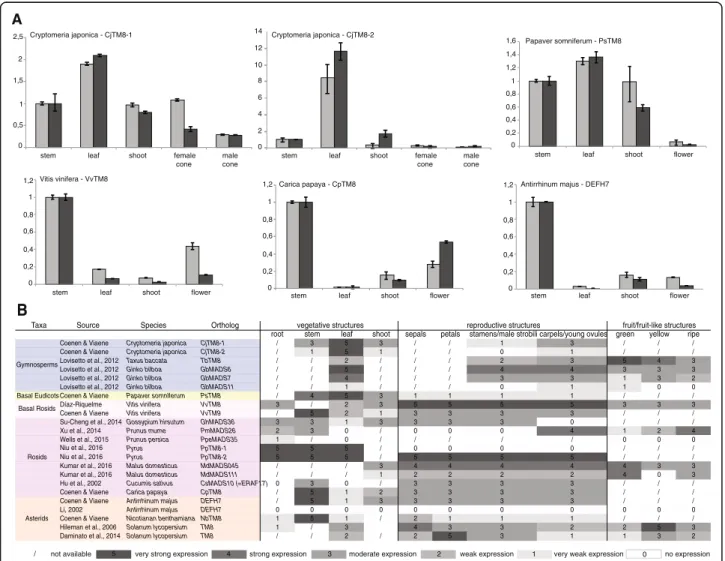 Fig. 5 TM8 expression profiles. a Relative expression of TM8 in Cryptomeria japonica , Papaver somniferum , Vitis vinifera , Carica papaya and Antirrhinum majus in two biological replicates