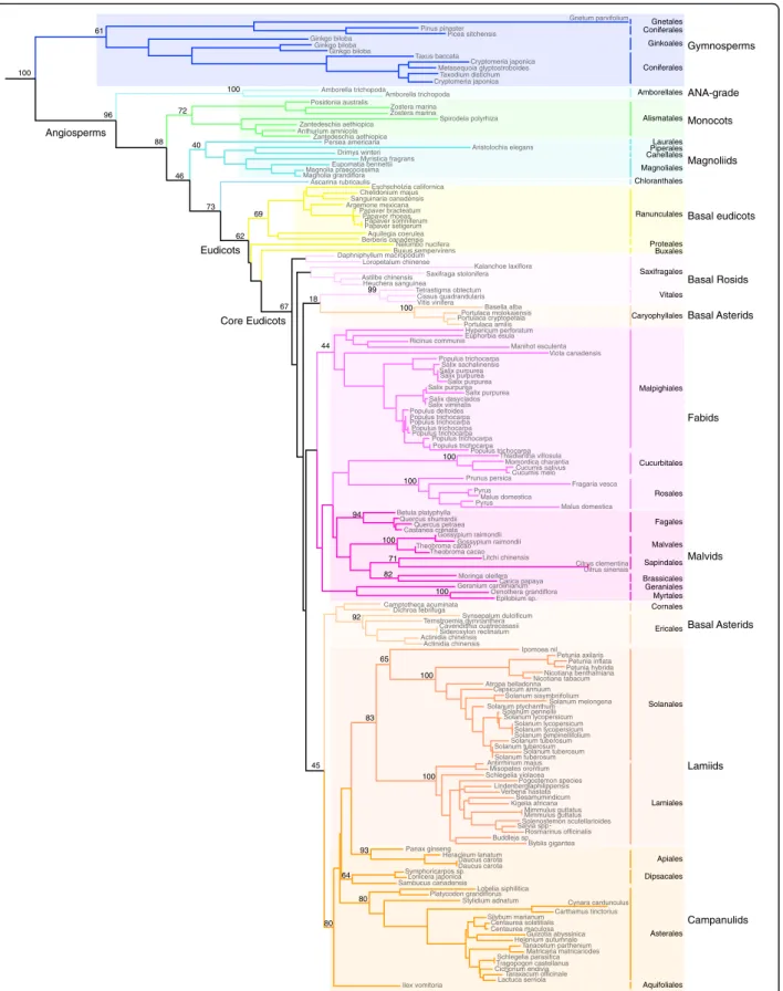 Fig. 1 Maximum Likelihood phylogeny of the TM8 -family in angiosperms with bootstrap support