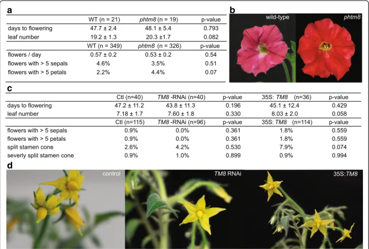 Fig. 4 PhTM8 mutant and TM8 altered transgenic tomatoes do not differ from control plants