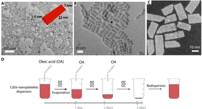 Fig. 1. NPL TEM characterization and drying assembly scheme. TEM (A and B) and STEM (C) images of the CdSe NPLs in their native form after synthesis and puri- puri-fication