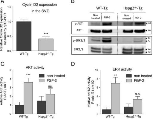 Figure 5 Cyclin D2 expression and FGF-2-induced activation of Akt and Erk1/2 pathways in vivo