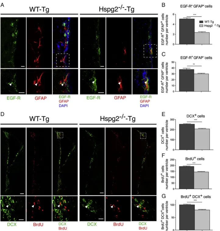 Figure 3 Neurogenesis in the SVZ of perlecan null mice. (A) Confocal image of the SVZ (striatum side) showing EGF-R, GFAP, and DAPI staining in WT-Tg and Hspg2 − / − -Tg mice