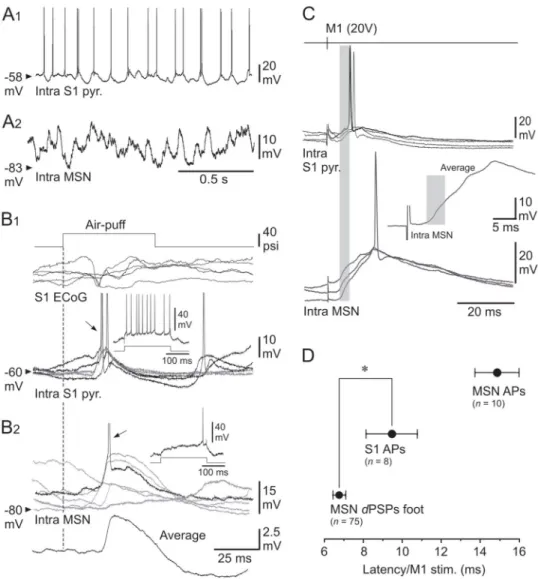 Fig 5. Functional properties of S1 neurons and their role in the M1-evoked striatal responses