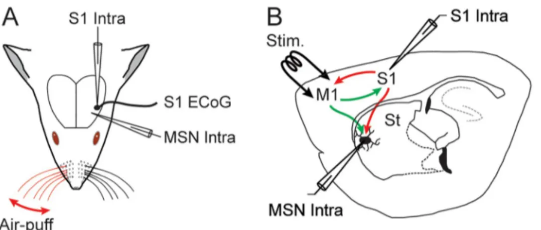Fig 1. In vivo experimental paradigm. (A) Intracellular (Intra) recordings were obtained from the primary somatosensory cortex (S1) and from MSNs located in the S1 projection field of the dorsolateral striatum, simultaneously with an ECoG of S1