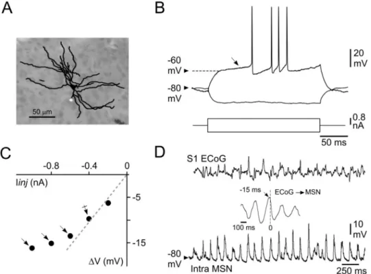 Fig 2. Morphological and basic electrophysiological properties of somatosensory striatal MSNs
