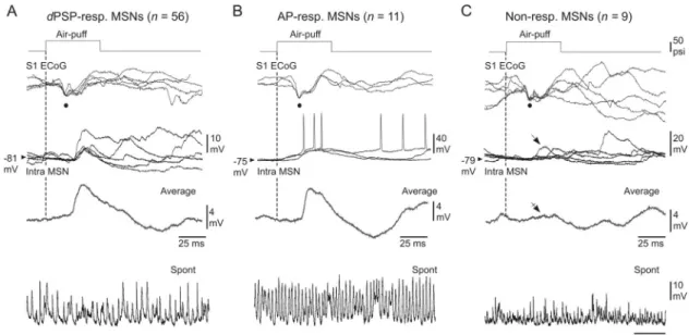 Fig 3. Characterization of somatosensory MSNs as a function of their responsiveness to a given whisker stimulation
