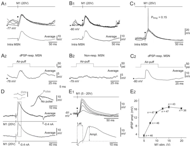 Fig 4. Properties of M1-induced responses in somatosensory MSNs. (A–C) Intracellular responses (four superimposed records) from three somatosensory MSNs to electrical stimulations of M1 (timing and intensity of stimuli are indicated) (A1–C1), and correspon