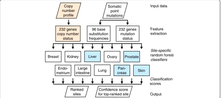Fig. 1 Classifier outline. Somatic point mutation data is used to determine the mutation status of a set of cancer genes and to calculate the distributions of 96 classes of base substitutions