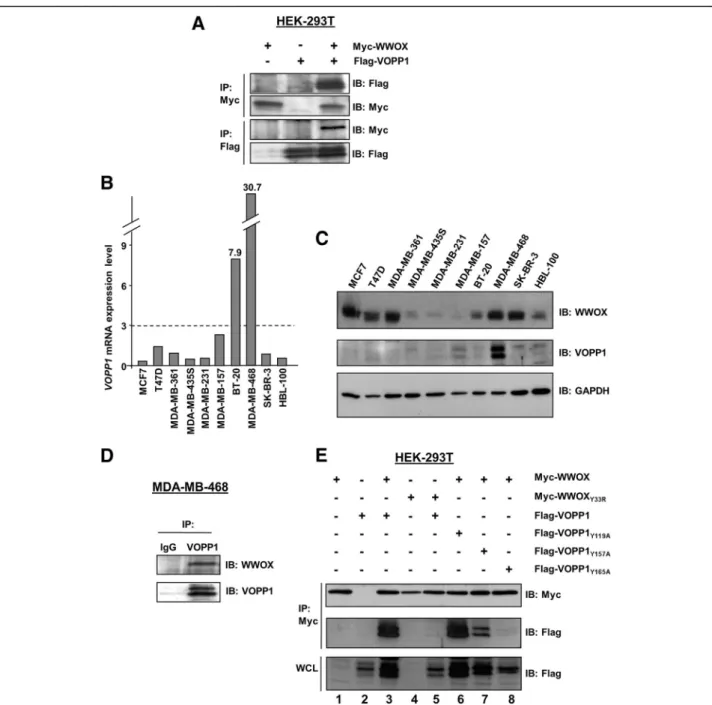 Fig. 1 WWOX and VOPP1 expression, interaction, and binding domains. a Co-immunoprecipitation of Myc-WWOX and Flag-VOPP1 in HEK-293T cells