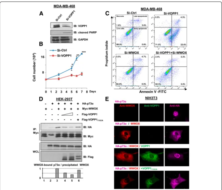 Fig. 4 VOPP1 inhibits WWOX pro-apoptotic activity. a MD-MB-468 cells were transfected with control (Si-Ctrl) and VOPP1 siRNAs (Si-VOPP1) for 3 days