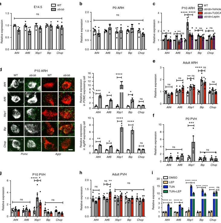 Fig. 1 Leptin de ﬁ ciency increases endoplasmic reticulum stress markers in the developing hypothalamus