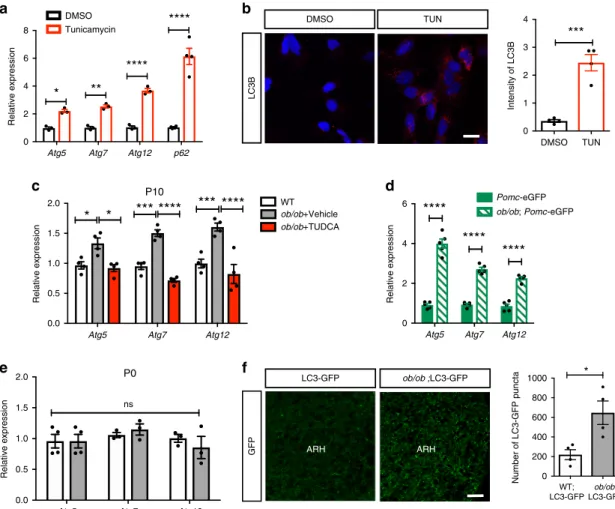 Fig. 5 Induction of ER stress and leptin de ﬁ ciency promote autophagy genes. a Relative expression of autophagy-related protein (Atg) 5, Atg7, and Atg12 mRNA in mouse hypothalamic mHypoE-N43/5 treated with DMSO (control) or tunicamycin (0.1 µ g/ml) for 5 