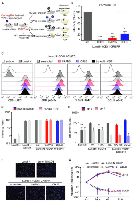 Fig 6. CAPN5 and CBLB support a postbinding step during HCV lipoviroparticle entry. (A) Schematic overview of the experimental setup used to analyze different steps of the HCV life cycle in the CRISPR/Cas9 knockout cell lines