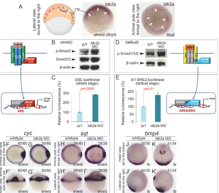 Fig 2. Knockdown of ldb2a enhances Nodal/BMP signal transduction in zebrafish embryos
