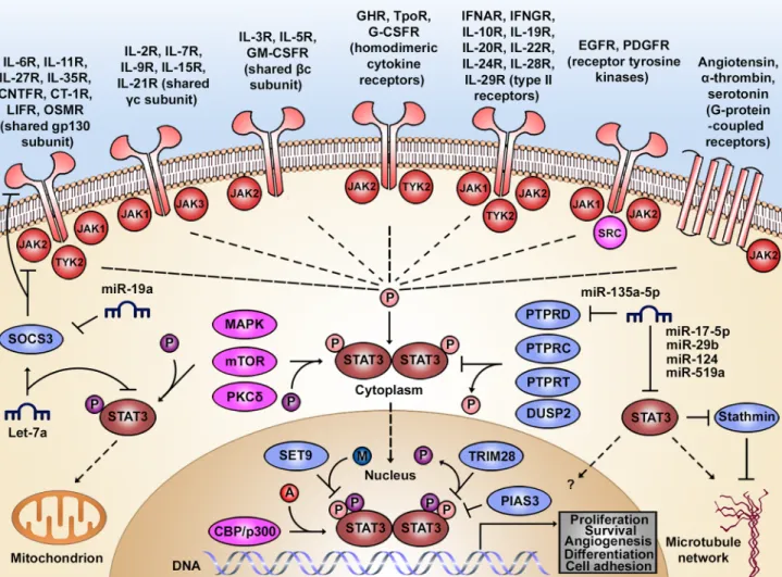 Fig 1. Regulatory circuits of the STAT3 signaling pathway. STAT3 can be activated by a wide range of ligands binding to cytokine, growth factor, or G-protein-coupled receptors