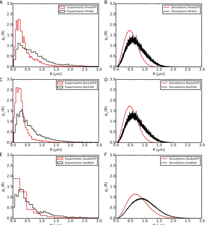 Fig 6. Comparison of experimental [13] (left) and simulation (right) data for the distribution functions, p L ( R ), of spatial distances R between the ends of the murine Ptn, Nrp1 and Sox6 genes