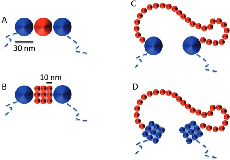 Fig 7. Illustration of the adopted set-up used to model the unfolding of the 30nm model chromatin fiber into the 10nm model chromatin fiber.