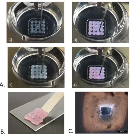 Figure 2.  Biomolecular ink printability. (A) Bioprinted lattices of diC 16 dT hydrogel in 0.9% NaCl aqueous  solution, 1) 1 printed layer 2) 5 printed layers; and in culture medium (DMEM@ + ) 3) 1 printed layer, 4) 5  printed layers