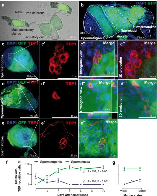 Fig 1. TEP1 occurrence in the testes during spermatogonial development. The DSX transgenic line [12] that expresses GFP (green) under the β -tubulin promoter in the meiotic stages starting from spermatocytes but not in the mitotic germline stem cells (GSC)